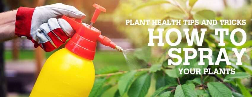 how to spray your plants